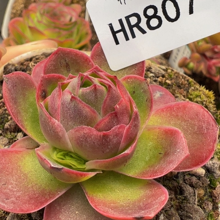 HR807荷花黄金群福利