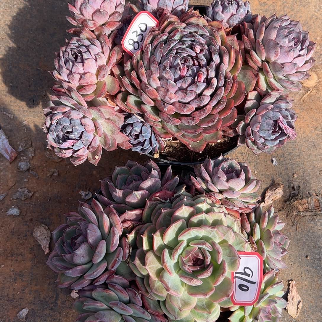 830和910号蓝色妖姬一起