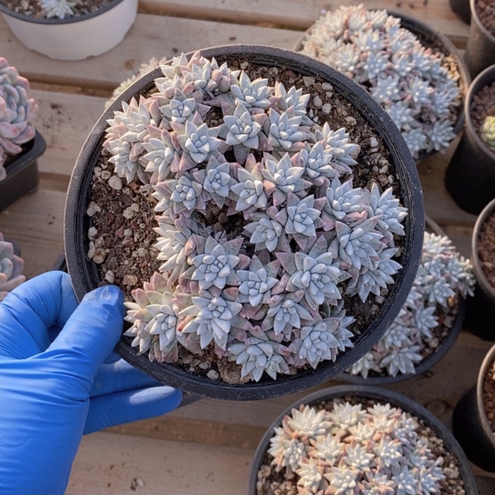 白菊老桩群1111111