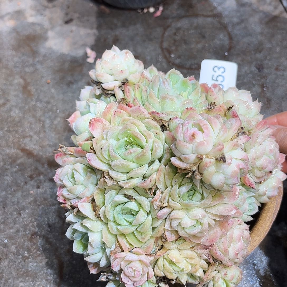 同温层多肉西娜杂353