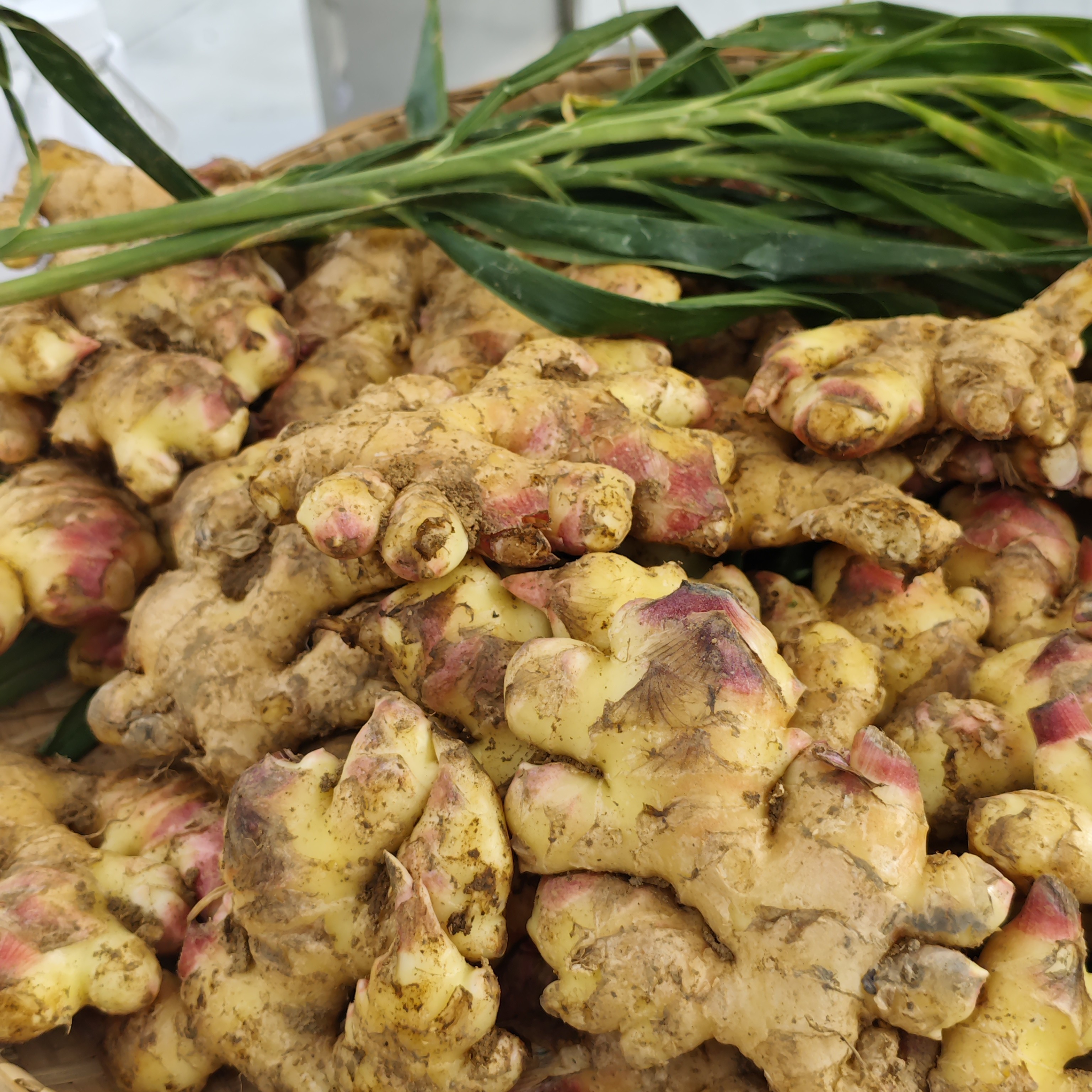 【代买山货】农户自销生姜3斤
