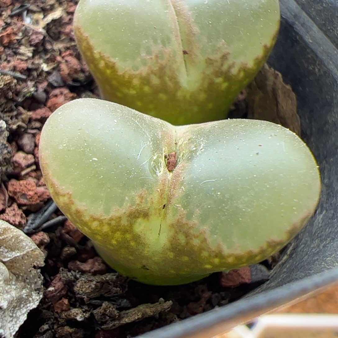 大家过年好22772