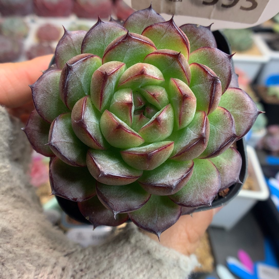 593熊猫珍妮多肉植物