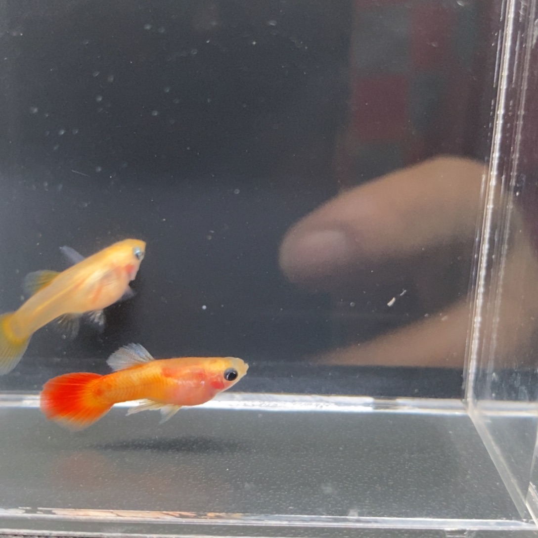 孔雀鱼皇家落日玻璃猫一对