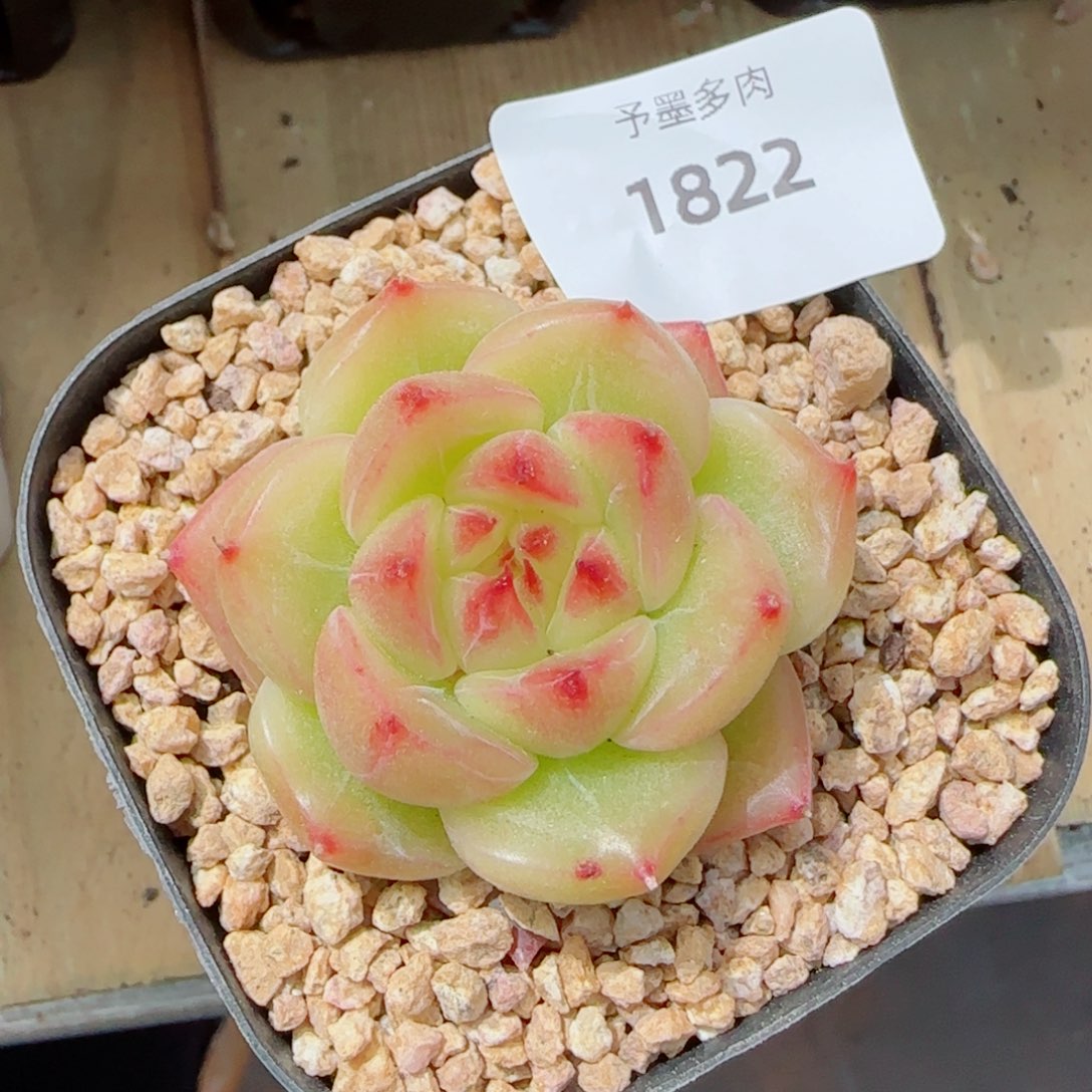 孤品珍妮，1822多肉植物