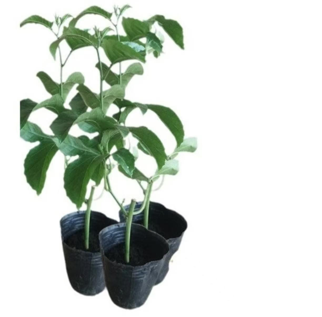 绿植一物一拍链接