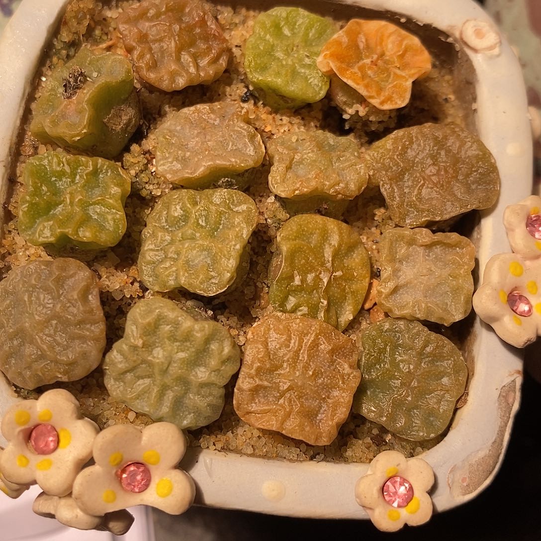 大方烧一颗。       