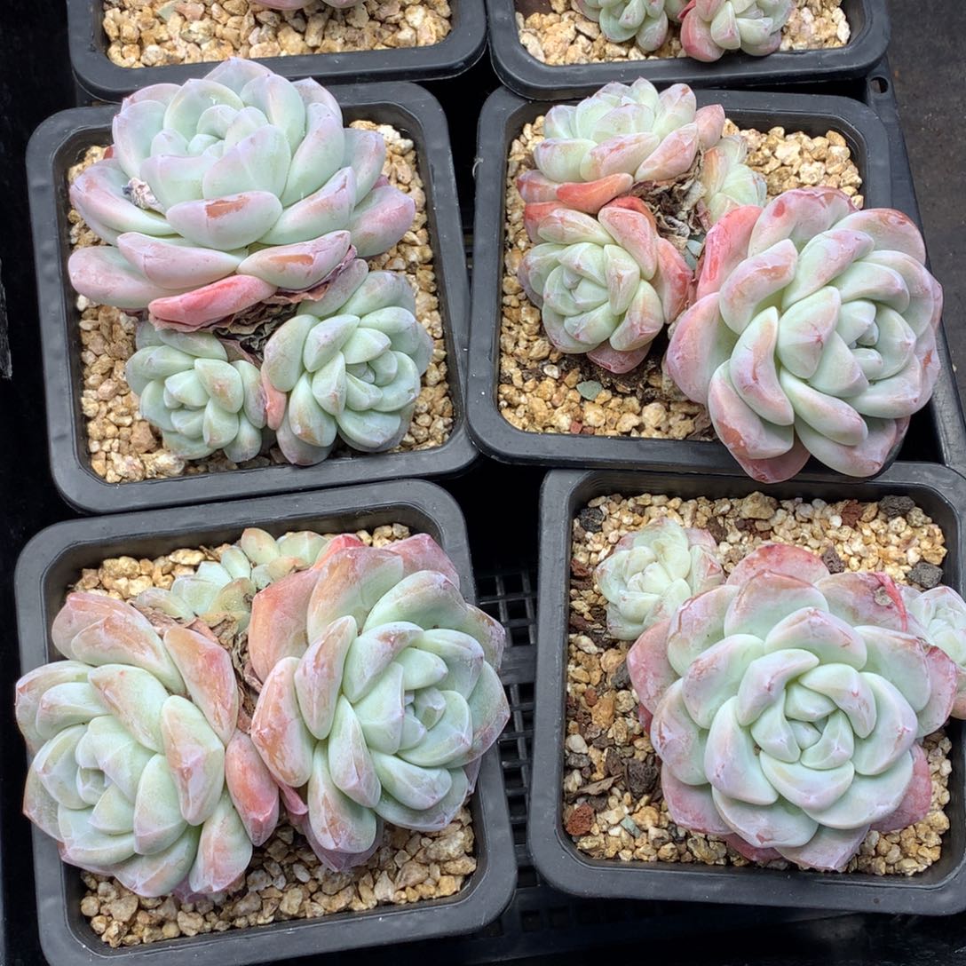 1207-10 套餐一组