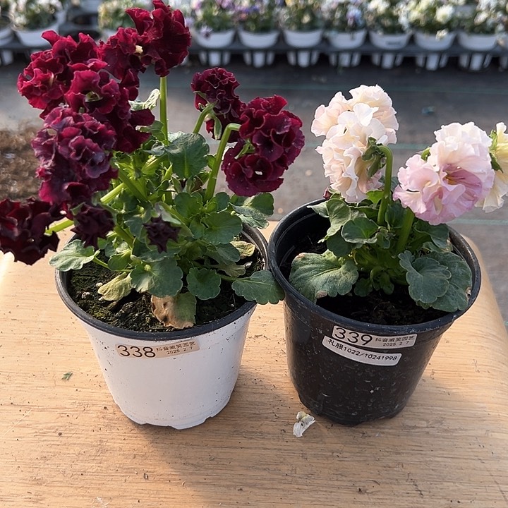 水晶抖音直播闪拍338-339