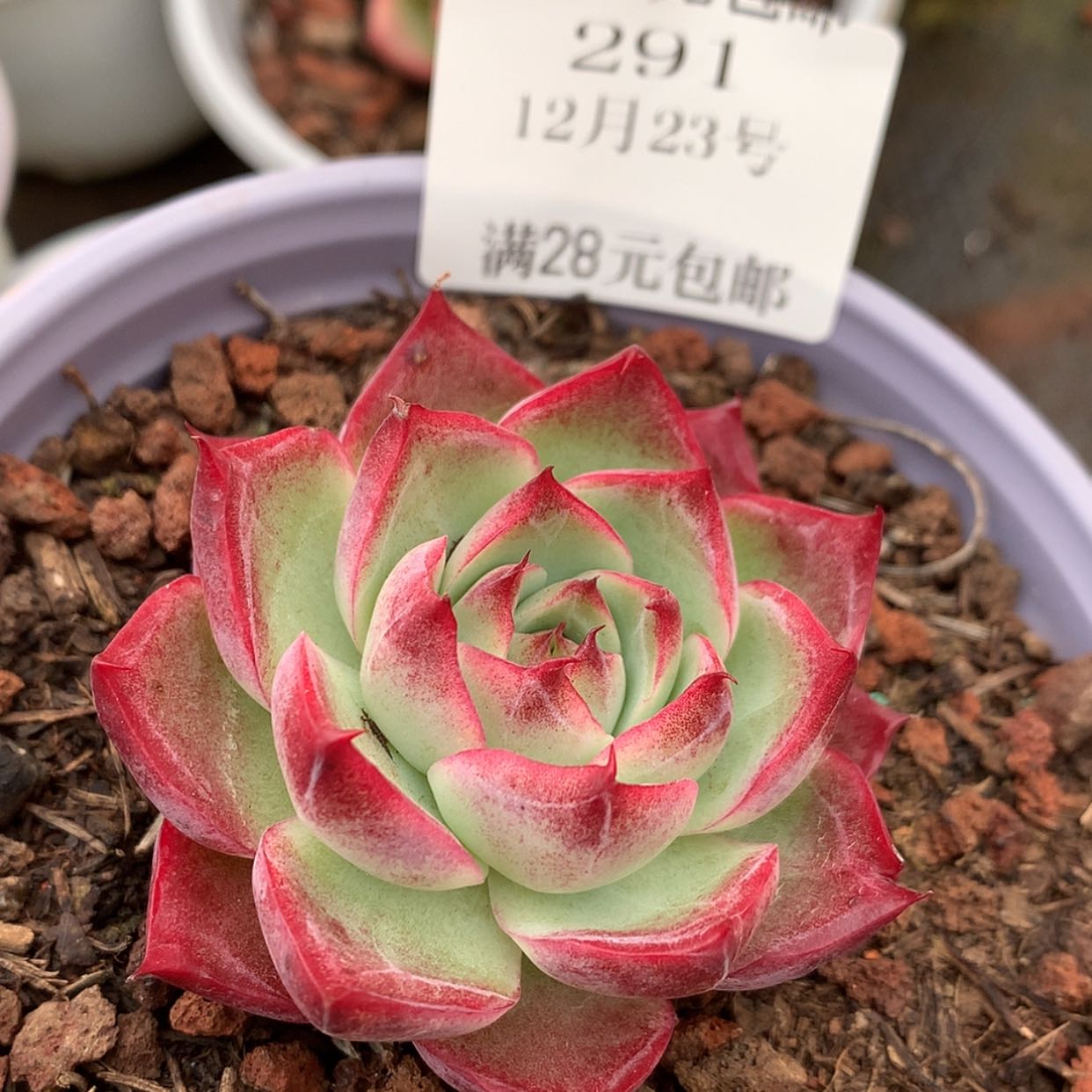 【闪购商品】云291号