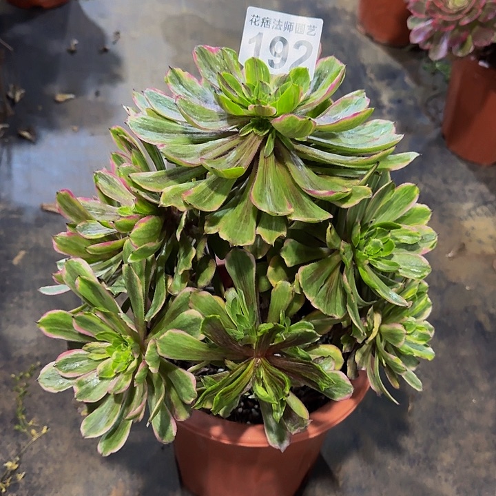 红陶花脸粉黛192