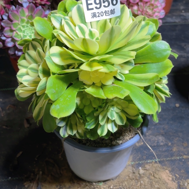 瑞妈一物一拍956