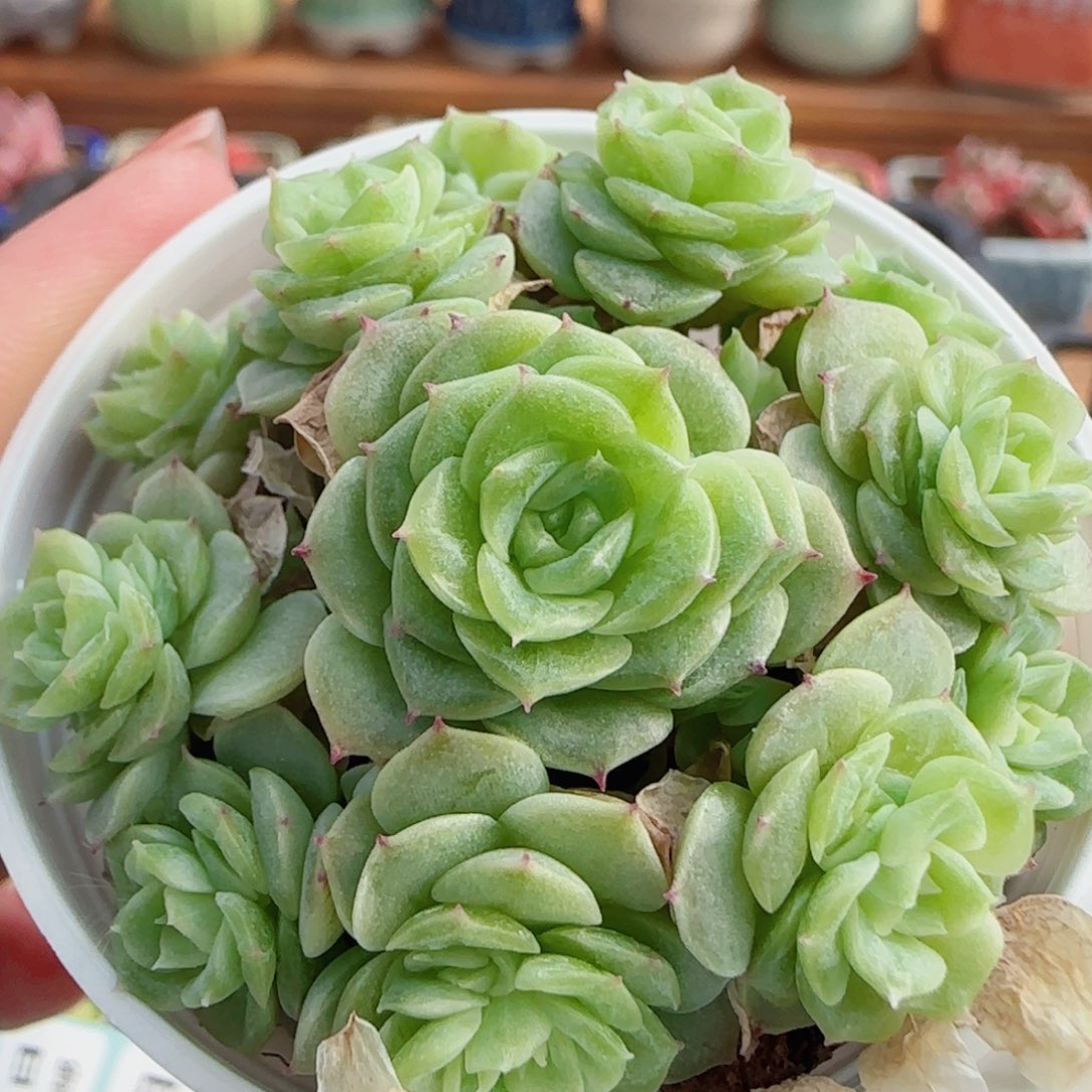 花语逸镜0805-27整