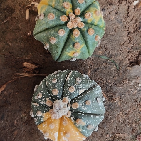 3814两个兜锦仙人球