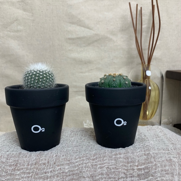 直播专属福利｜多肉连盆带花｜拍一发二｜简易种植室内绿植桌面盆栽