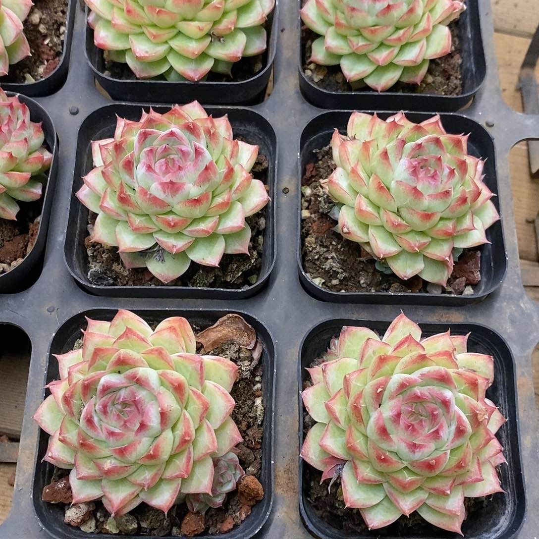 103。晴山。福利多多