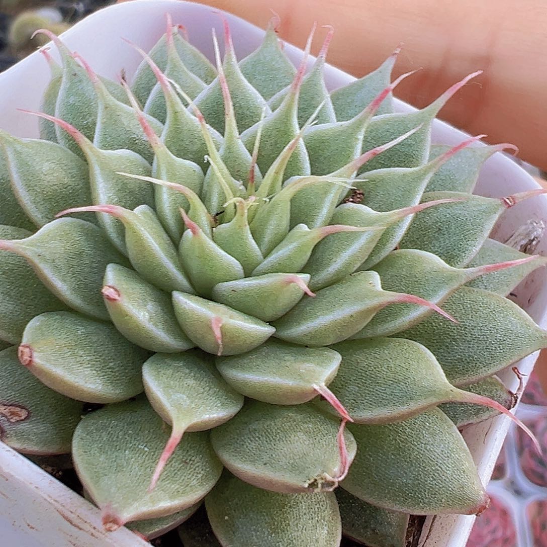 睫毛精19包邮多肉植物