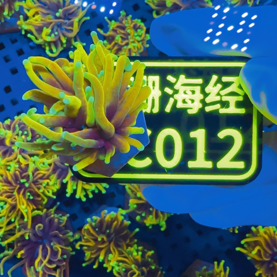 搞***鱼纽扣珊瑚晓晓不包邮龙魂金C012