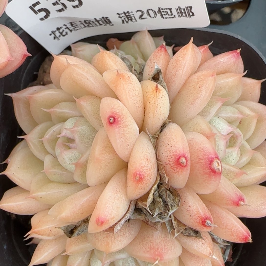 花语逸镜0204-539