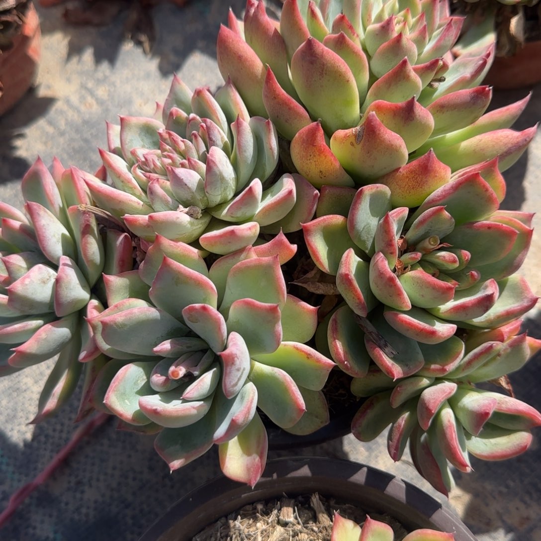 无花朵弗罗瑞安娜大群生1号