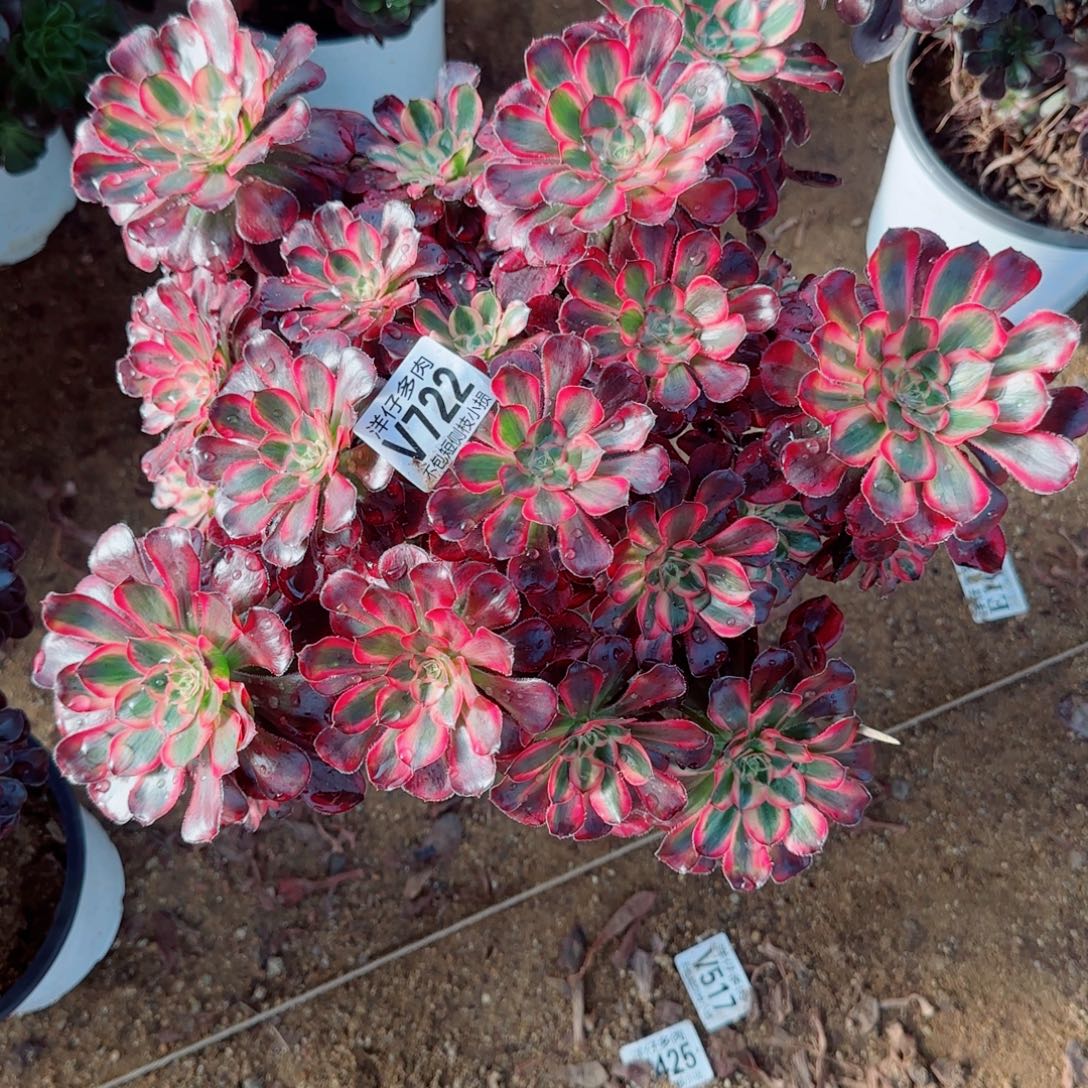 丽娜法师722冠幅28