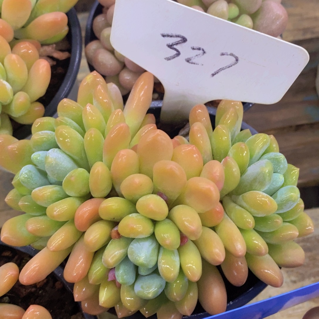 多肉植物，清货，3单包邮