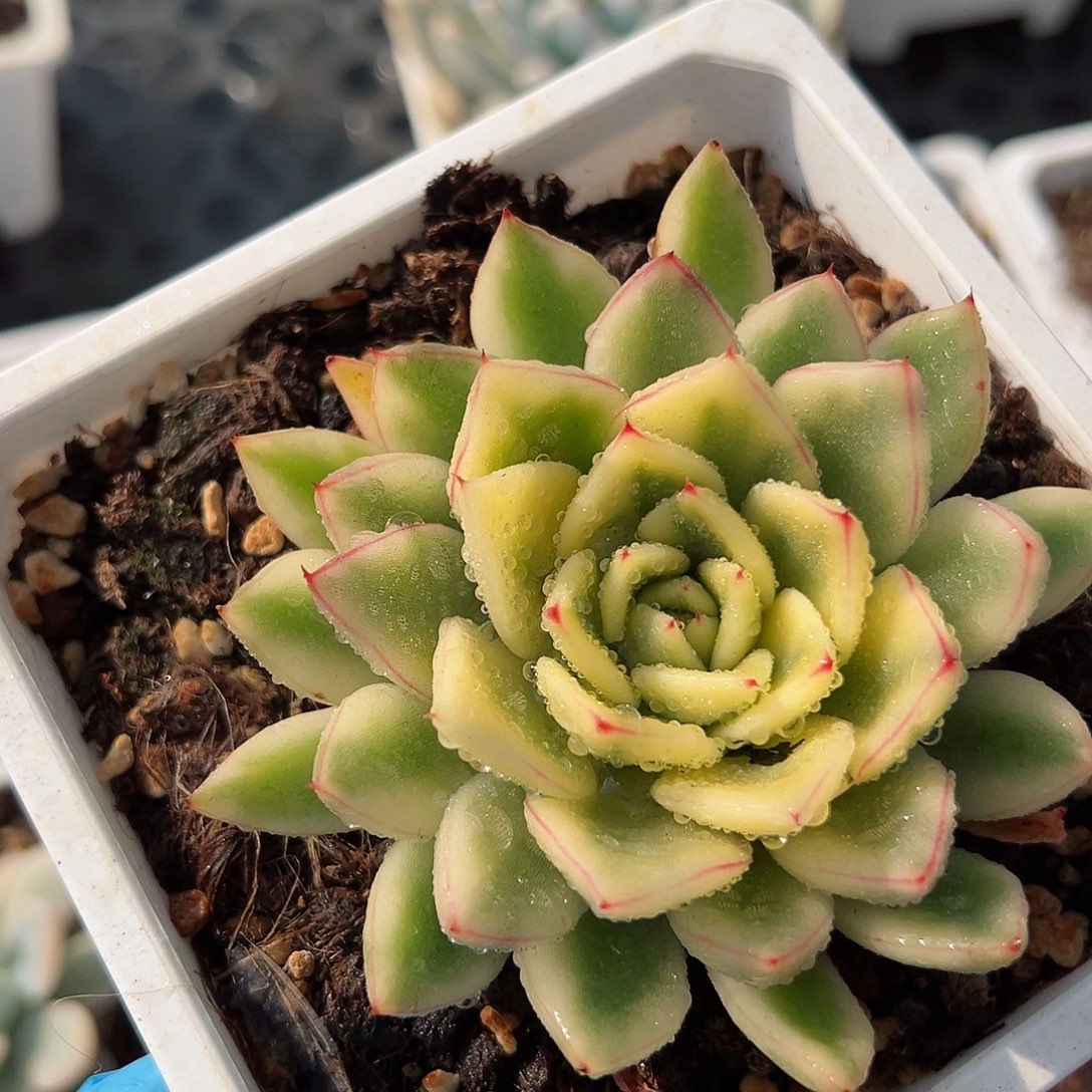 阿斯娜锦，覆轮锦