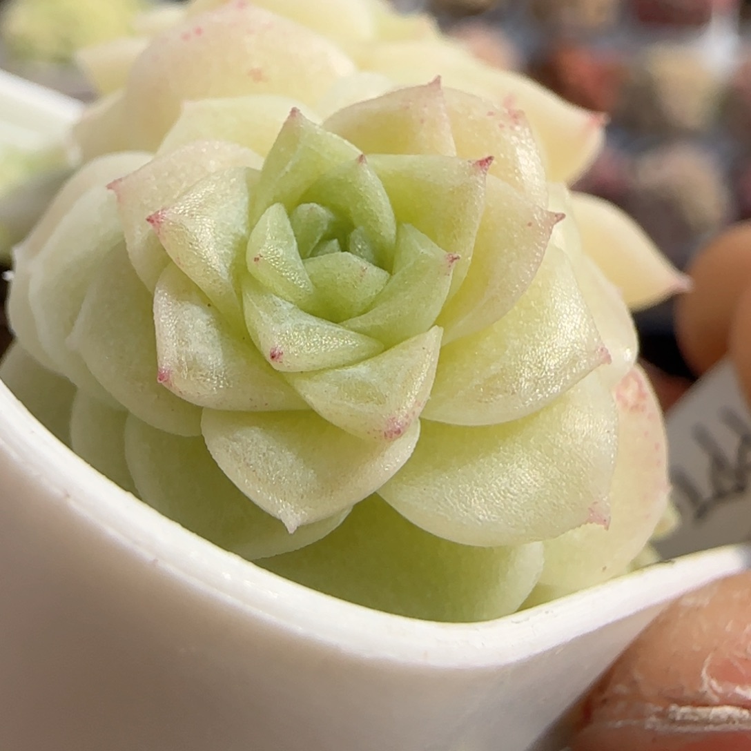 云****心【闪购商品】0124-60（ppt-2）