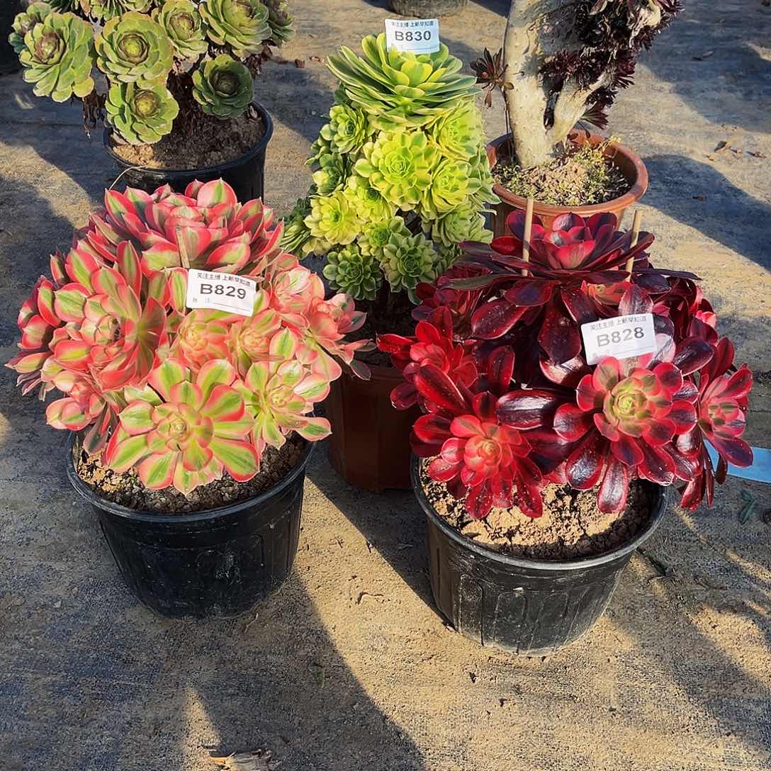 多肉植物828.829.830美杜莎，粉女巫，迈巴赫