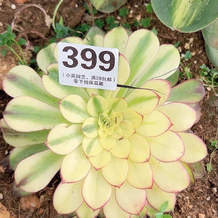 399多肉植物法师