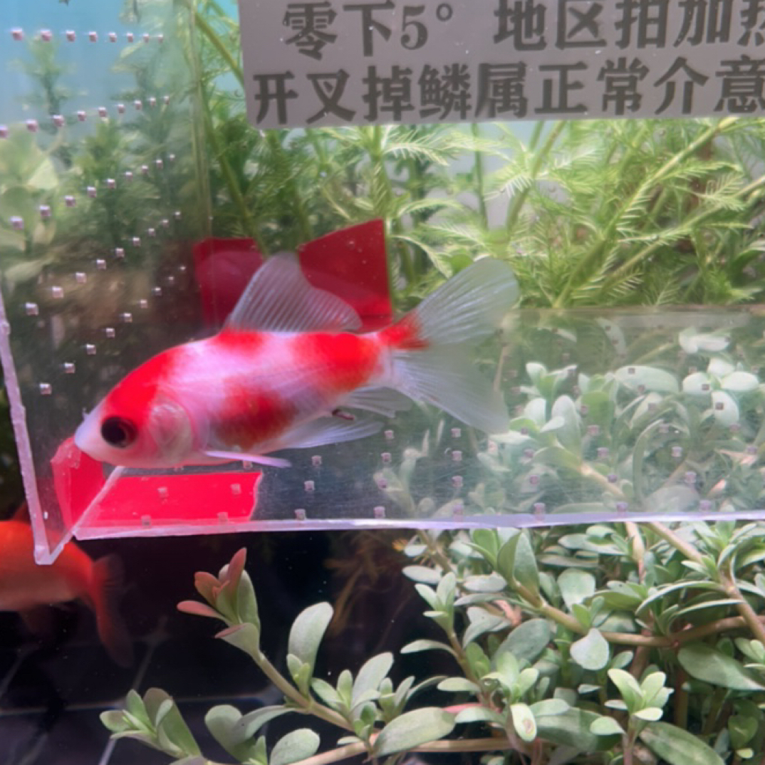 19号6-7公分精品软鳞樱花短尾长鳍草金鱼俯看4段（太小分不出公母）