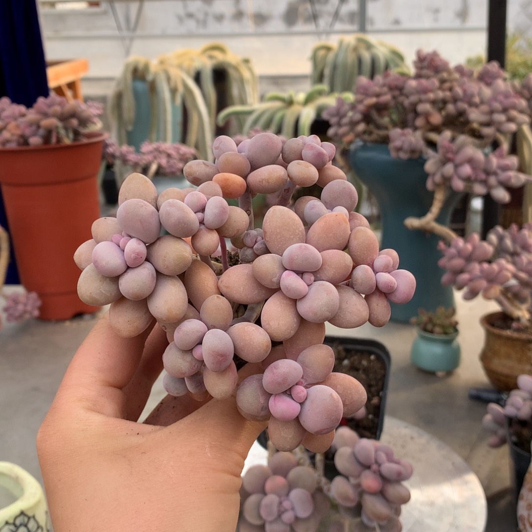 桃蛋老桩25号不带盆