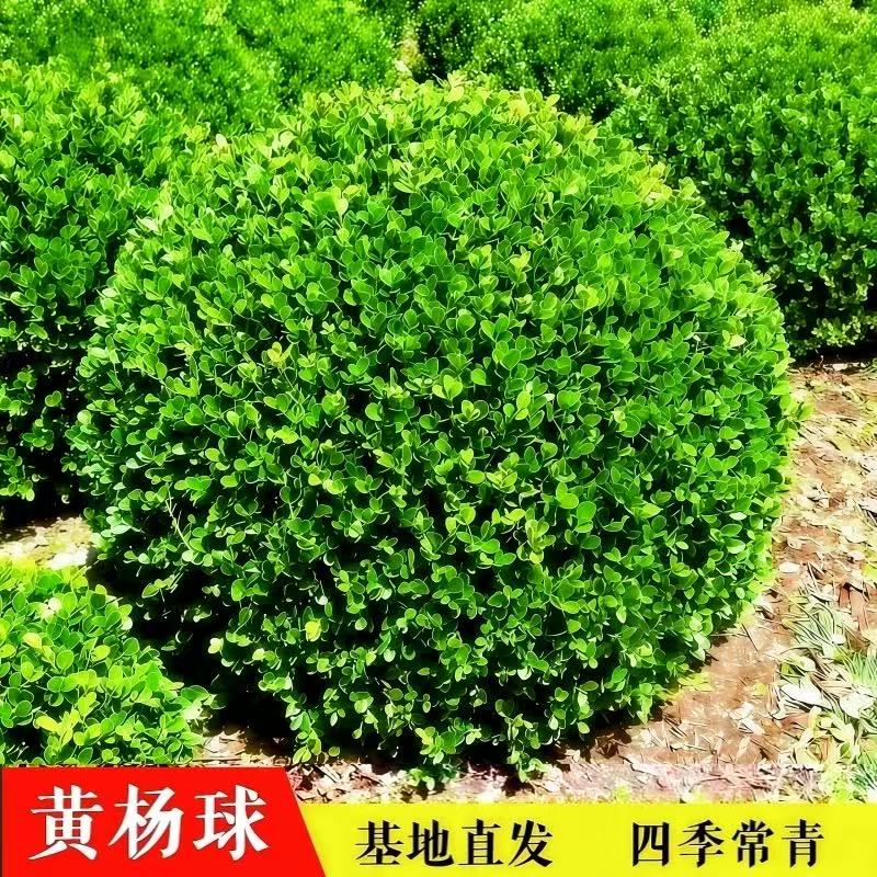 小叶黄杨球瓜子黄杨四季常青别墅地栽庭院花坛耐寒绿化植物篱笆墙