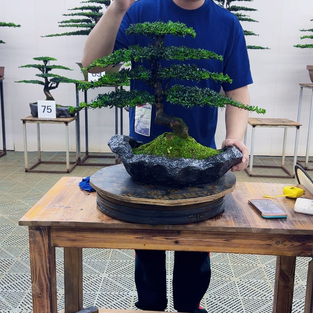 无花朵珍珠罗汉松造型盆景