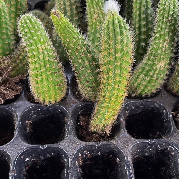 九尾狐1.5带土发