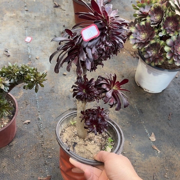 墨缀111多肉植物法师