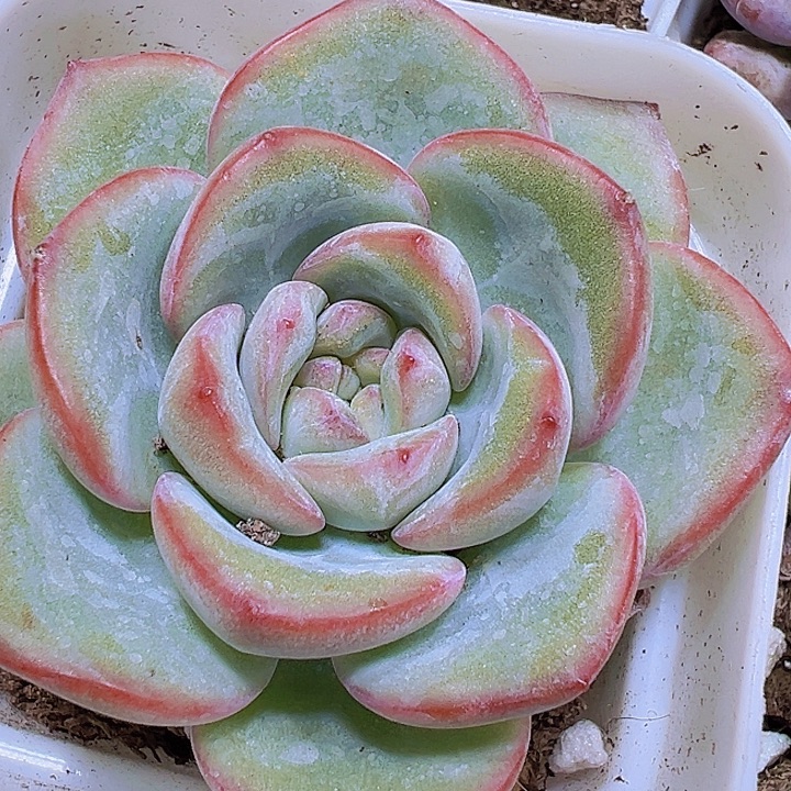 奶油泡芙19包邮多肉植物