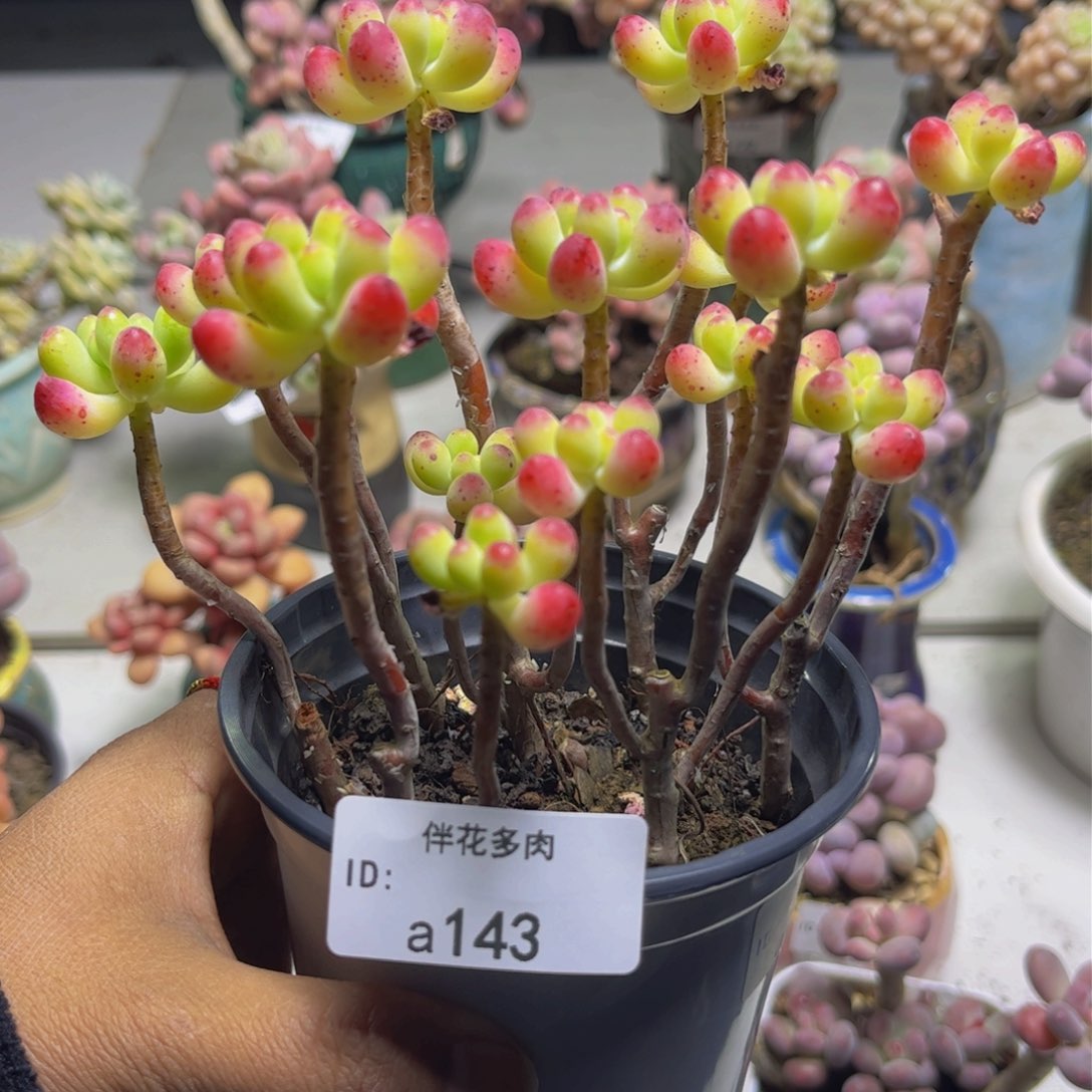 乙女心143/15不包整有砍头