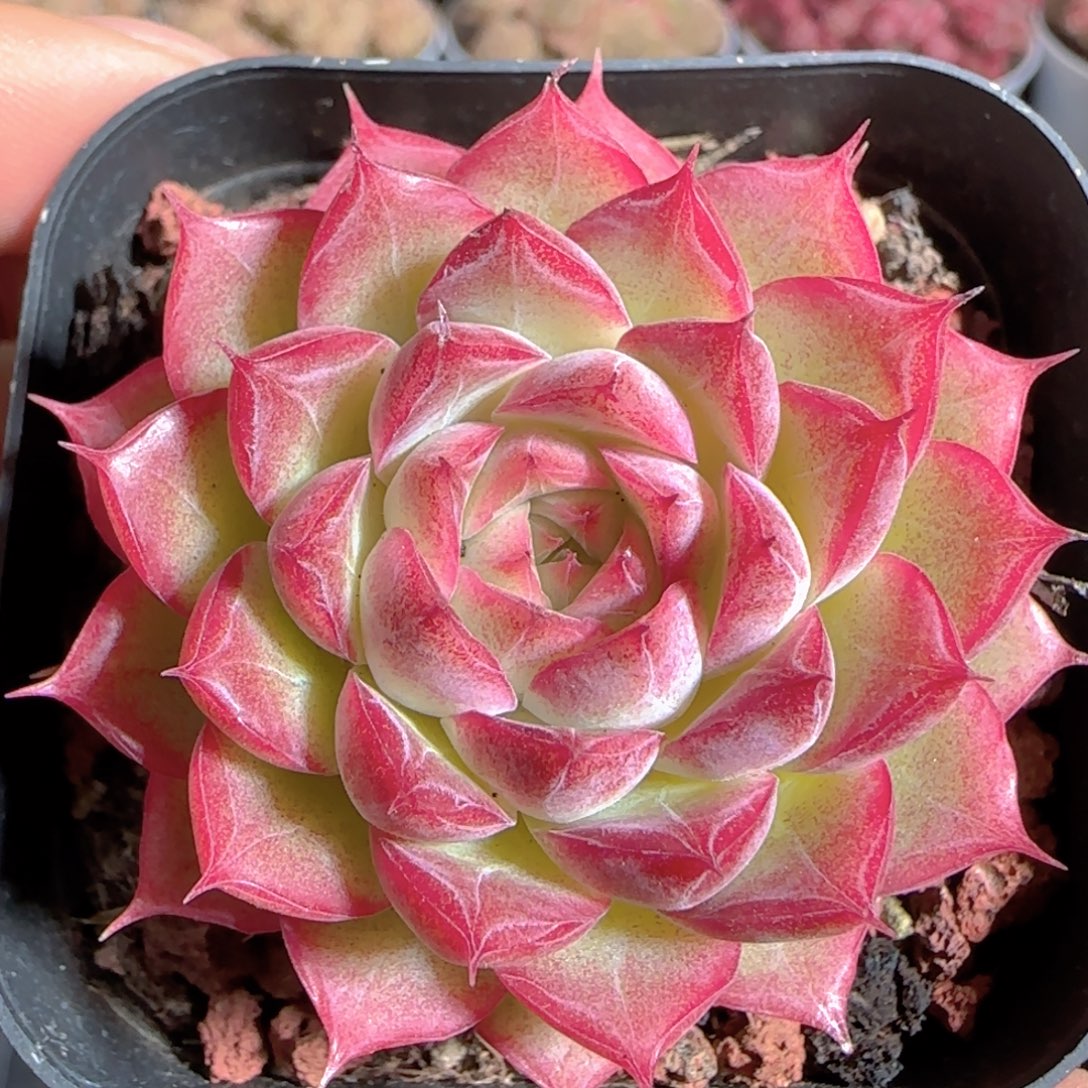 多肉1223-166女王玫瑰