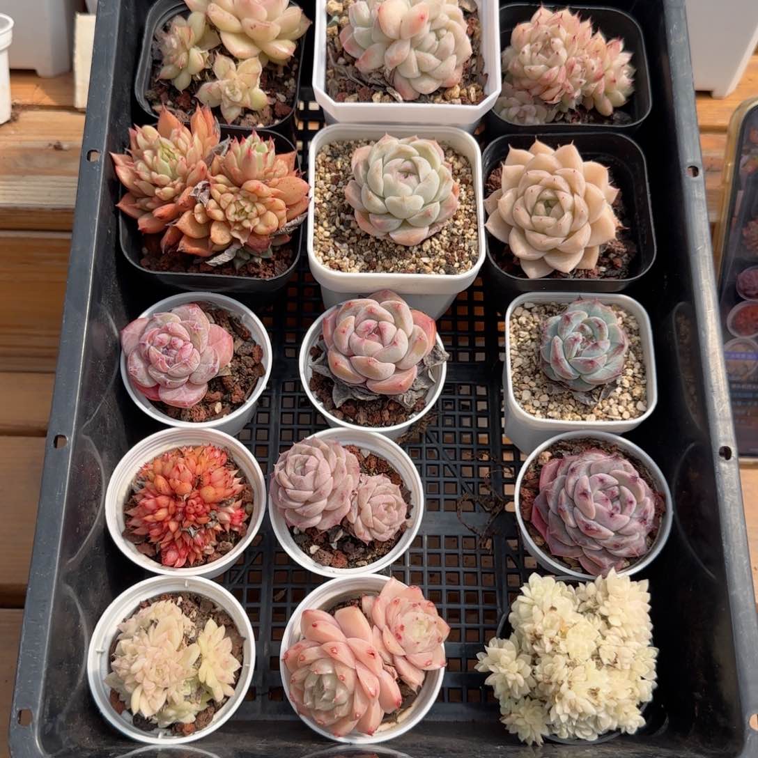 框拍框拍0226-107