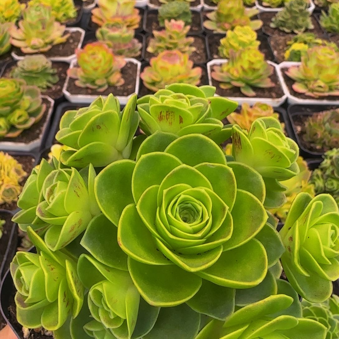 初辰捧花12124345767676768653