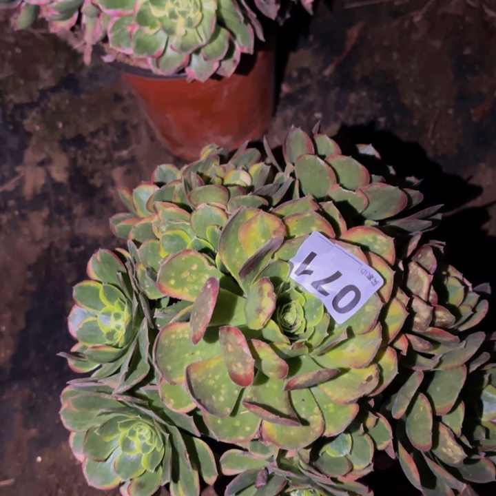 071奶白多肉植物不售后