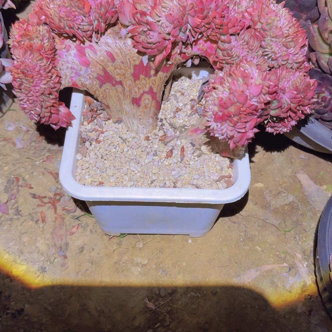 来***张29-2东云杂缀多肉植物