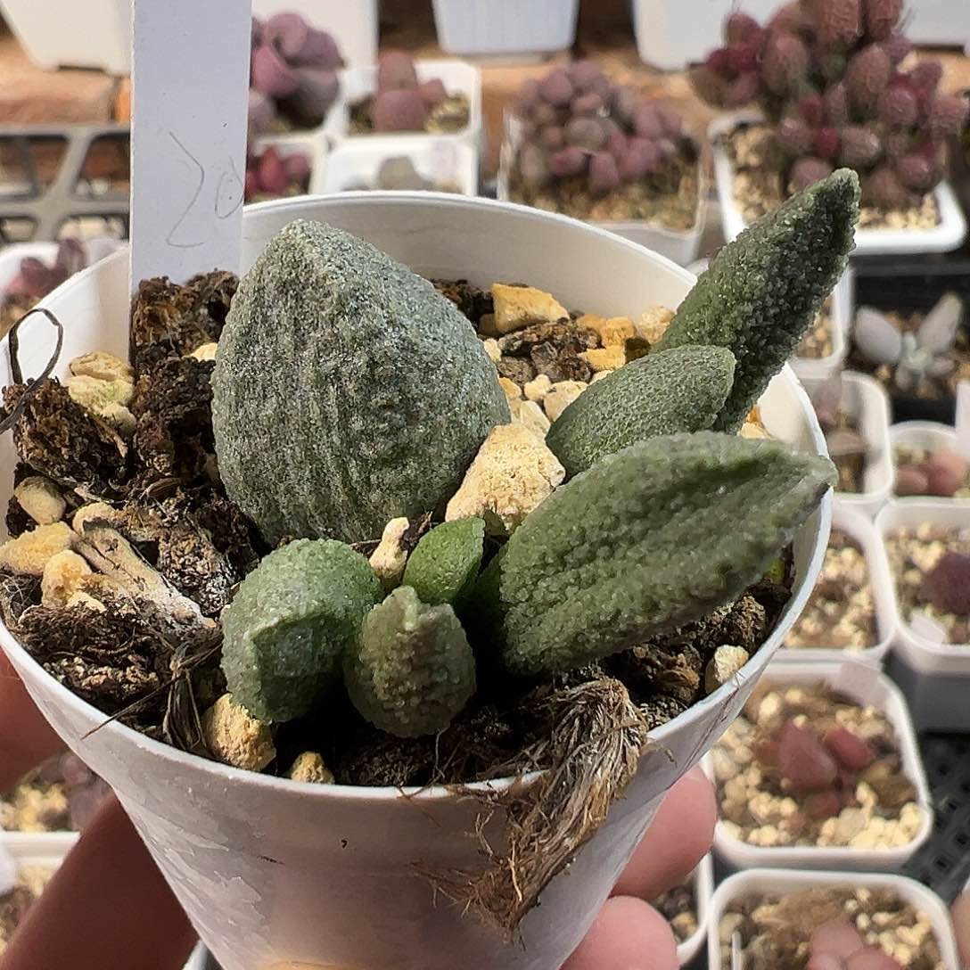 绿色系实生新品多肉水泡植物
