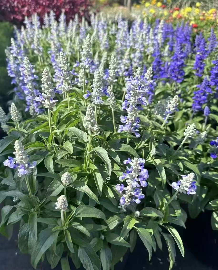 多年生好养活【鼠尾草】盆栽适合室外阳台庭院种植