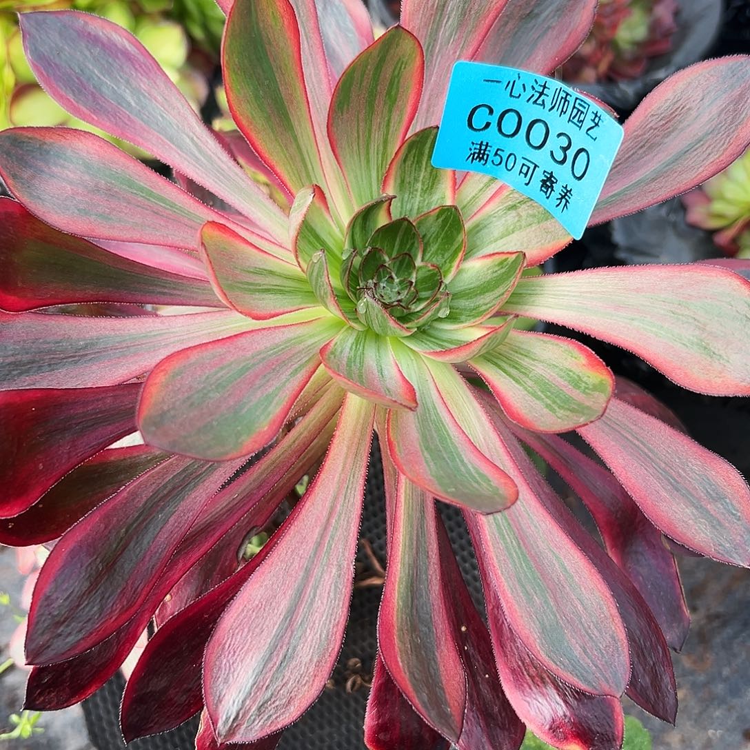 多肉植物0030火凤