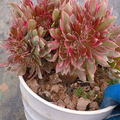 308女神缀化多肉植物