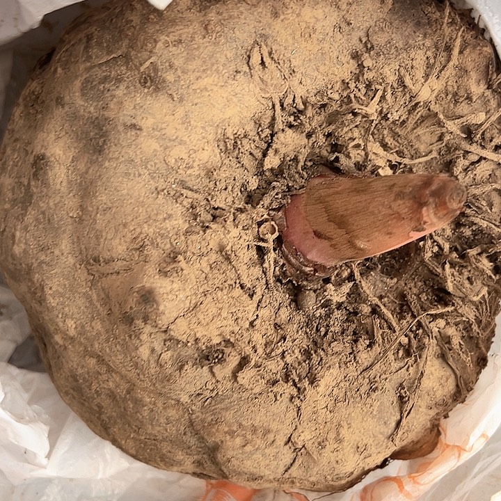 中国大陆魔芋2个10斤