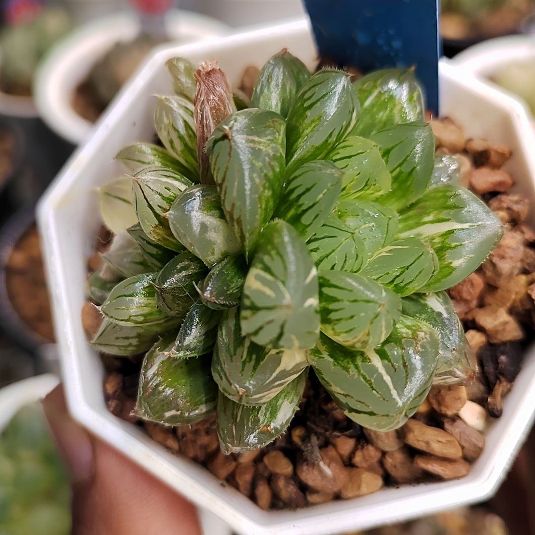 83号 水晶实生双头 5厘米左右一物一拍带盆