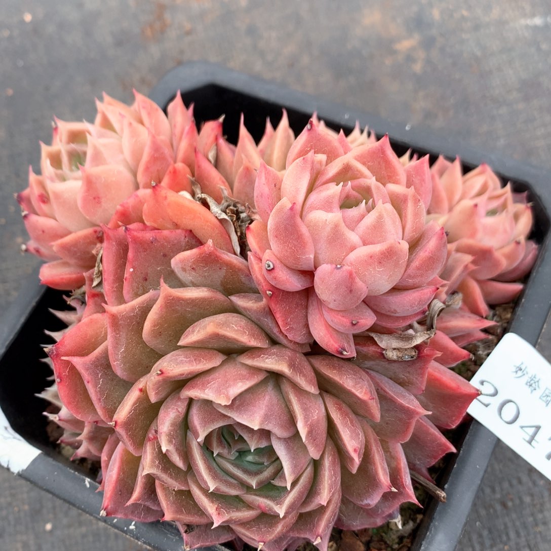 2047杂交多肉植物基地